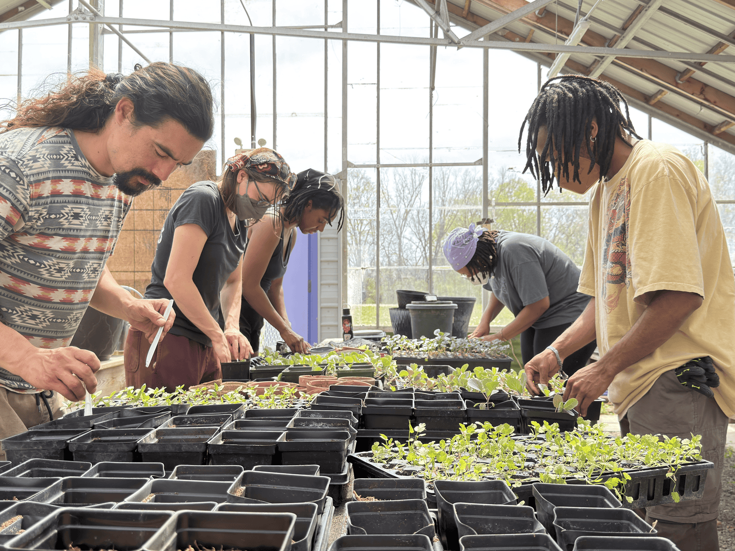 Starter Plants