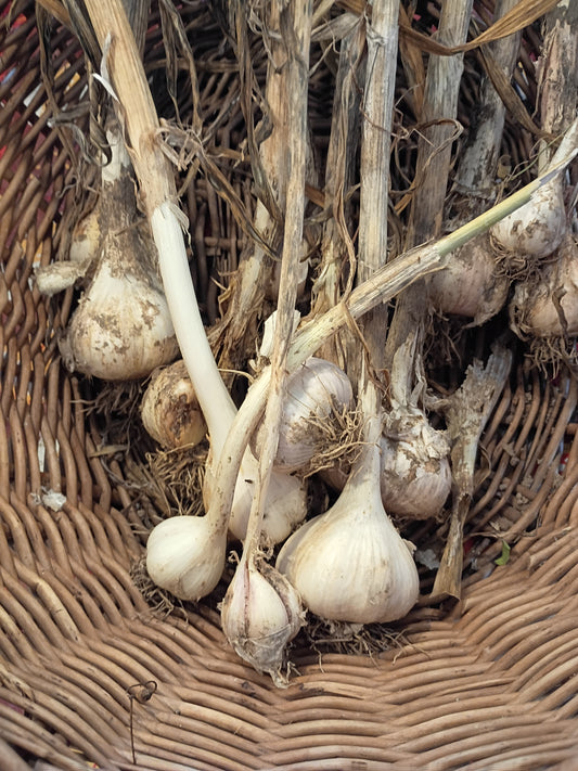 Fresh Garlic